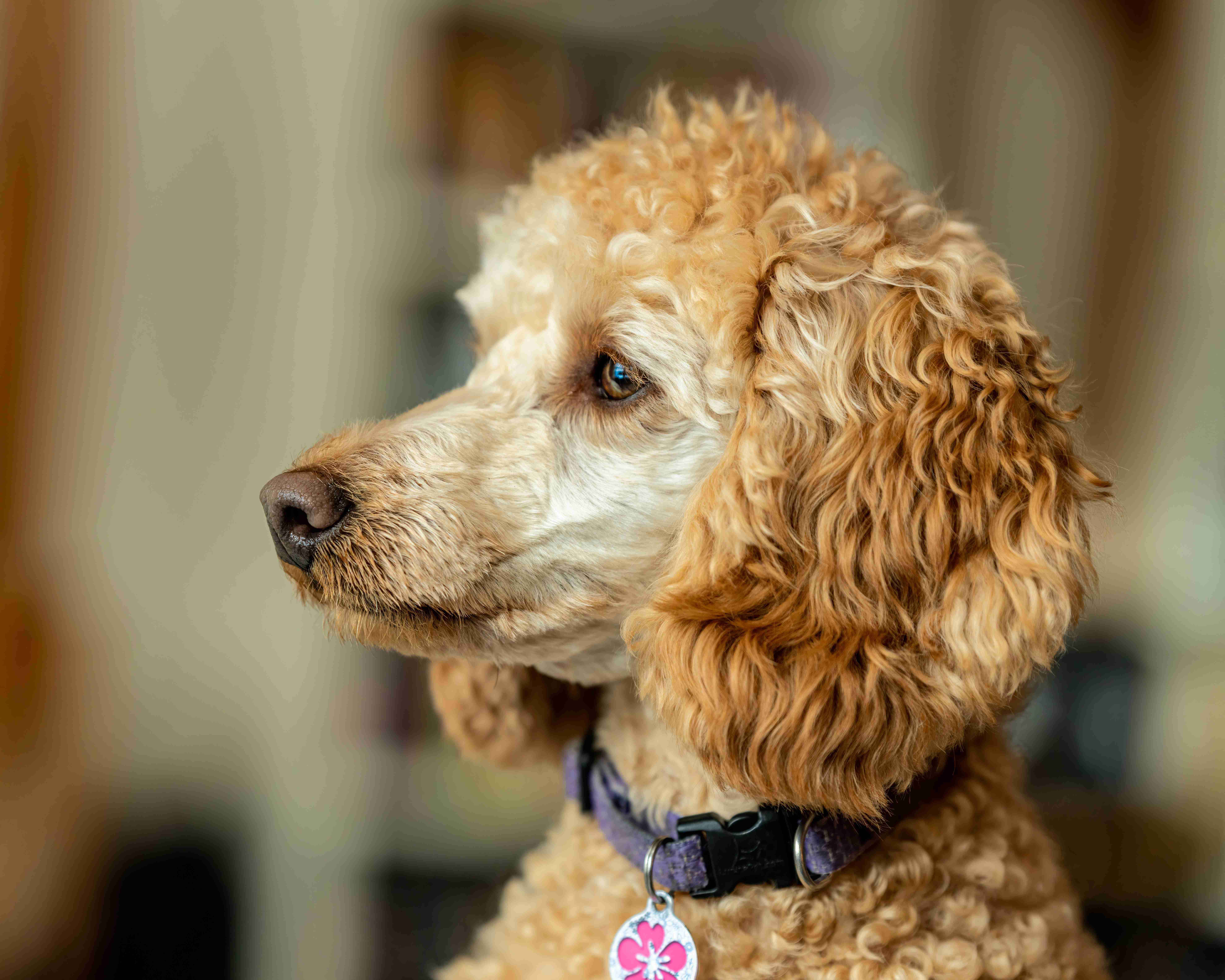How does a Poodle's coat affect their overall health?
